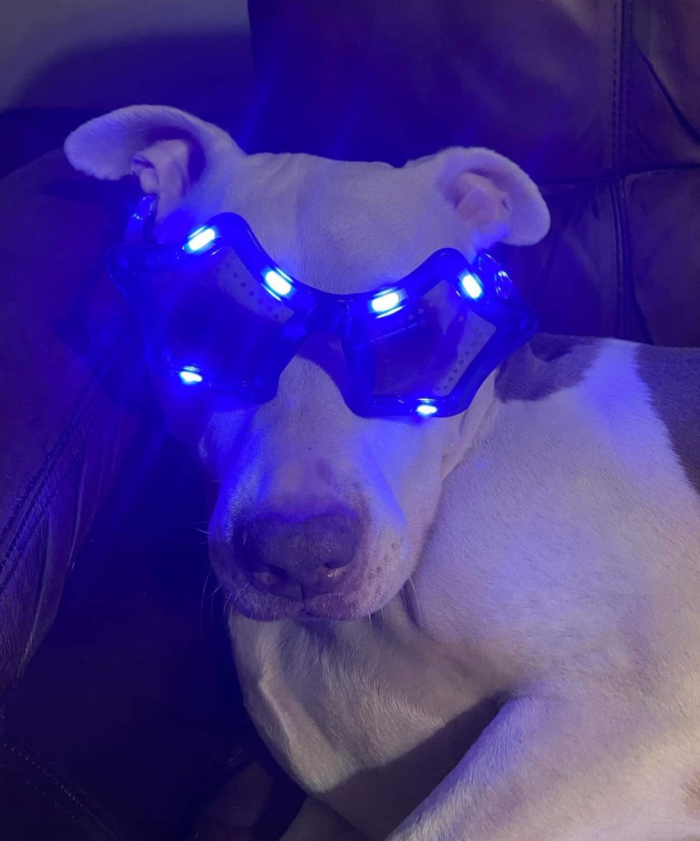MrsCorntortilla's tweet photo. @eltonofficial Even Daisy and Sherlock can't help but celebrate  Sir Elton #EltonFarewellTour #EltonJohnFarewellTour #EltonJohn https://t.co/0YnCJXziPr
