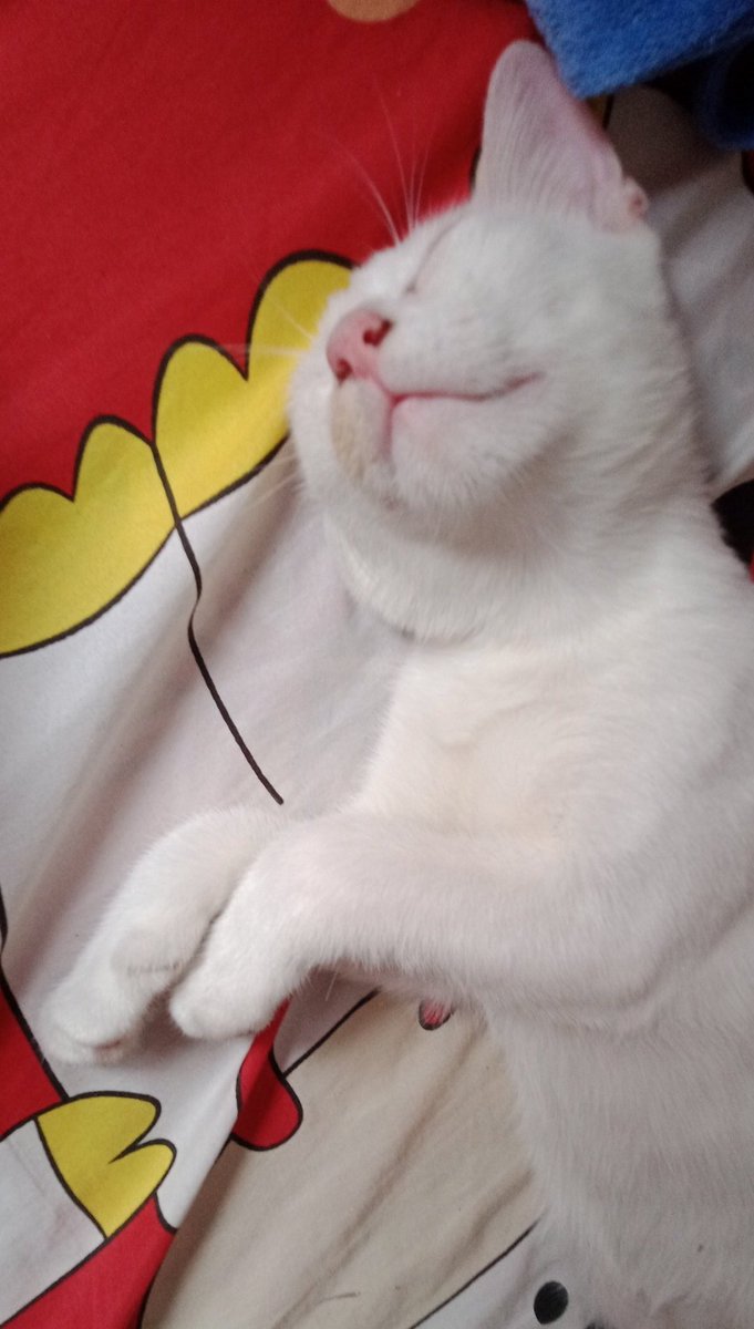 hyk_rin's tweet image. terbukti kucing ak ga bangun walaupun gempa:)