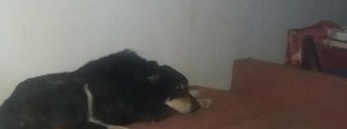 ankarapatiliky's tweet photo. Evin içindeki köpek bağırmasına artık komşular dayanamıyor polisi arıyor. Polis savcı kararı ile kapıyı kırıp giriyor😭😭😭 sahibi Ufuk abi ölmüş.9 yaşındaki çakal barınağa gitmiş. Yalvarıyorum yuva olurmusunuz. O burada bile yapamayacak kadar hassas.Ankara her ile nakil sağlarım https://t.co/IIE8UwsGl2