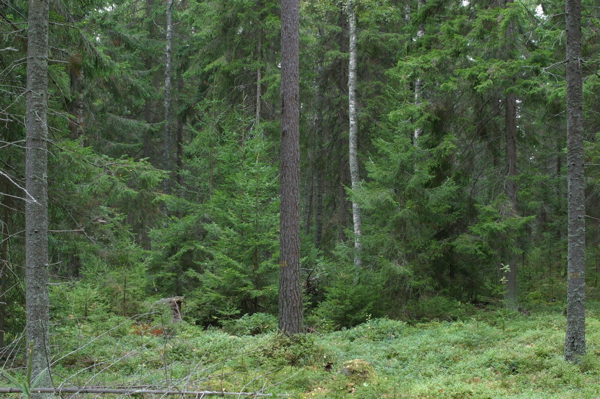LukeFinland's tweet photo. Kiinnostaako orgaanisten kierrätyslannoitevalmisteiden metsäkäyttö? Ilmoittaudu mukaan Policy Briefin julkaisuwebinaariin 2.12. klo 10-12. https://t.co/44iXUhKSBO #kiertotalous https://t.co/WjBnmTxYuL