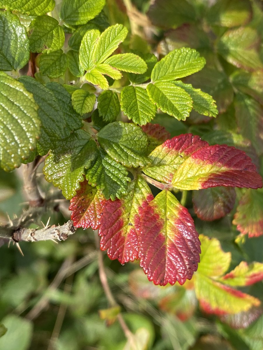 DurhamFocus's tweet photo. @NEWTLtd The NE has some amazing colours. Just got to have fun looking for them ๐ #autumn #autumncolours #redngold https://t.co/PRw7c69UJv