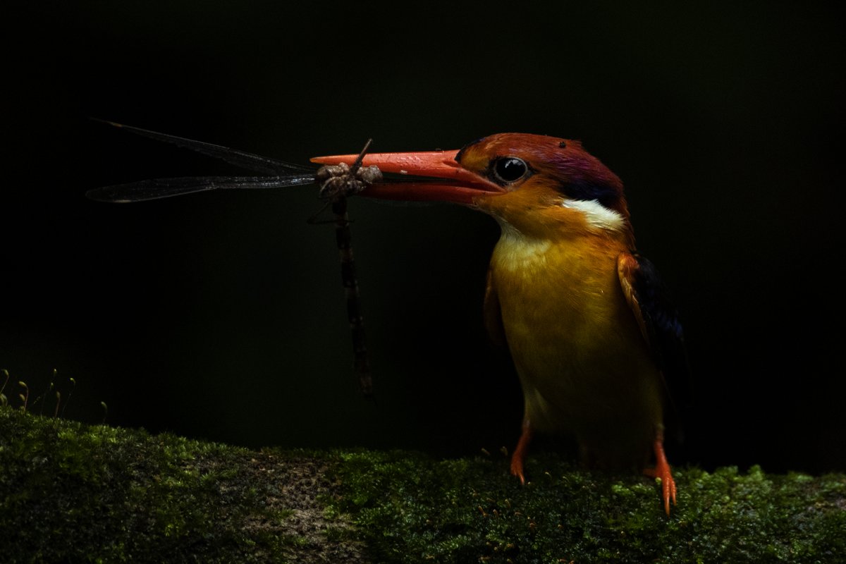 Rahul Sachdev tweet media