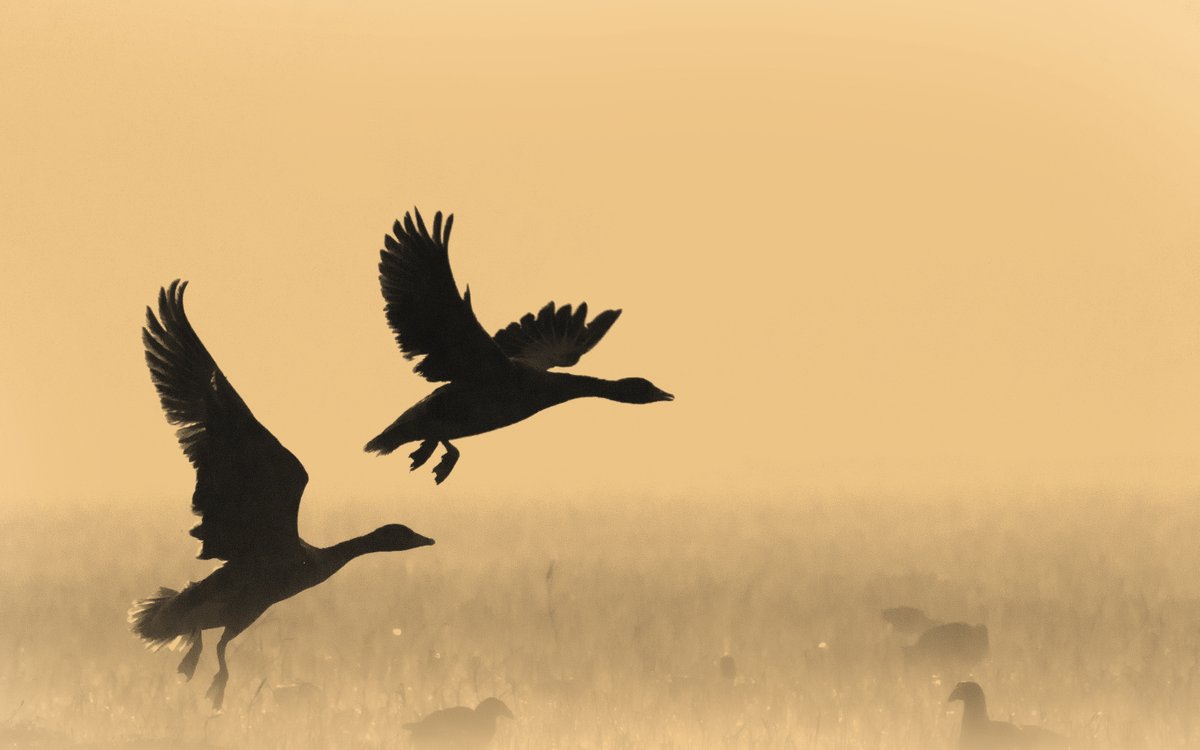 Rahul Sachdev tweet media