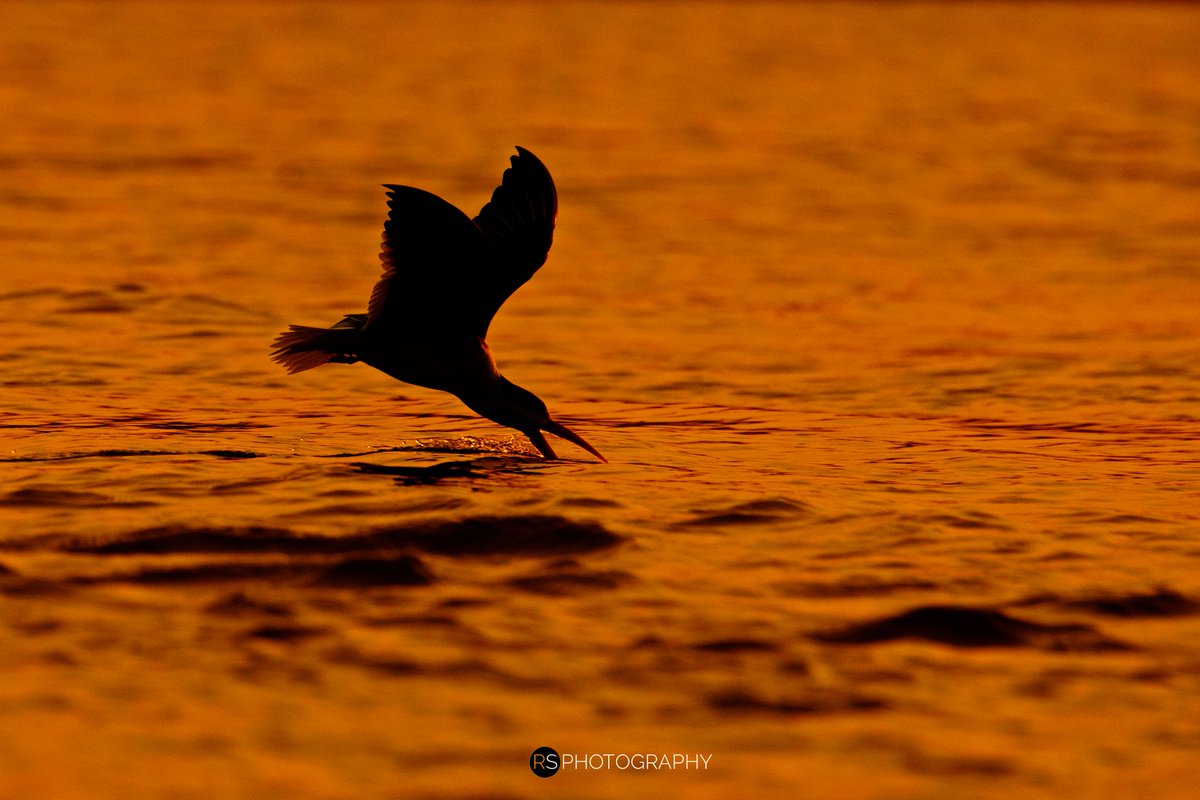 Rahul Sachdev tweet media