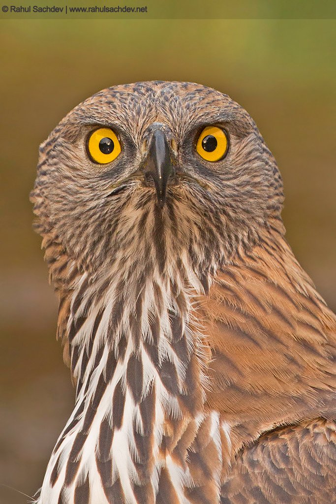 Rahul Sachdev tweet media