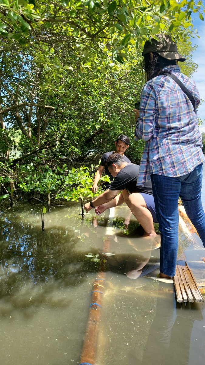 Jadwal monitoring &amp; maintenance mangrove hari ini. Loc: Tanjung Pasir. #MangroveConservation #Seasoldier