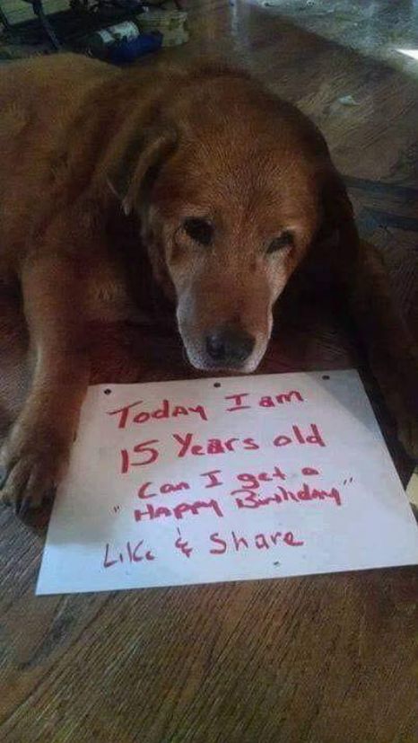 Doglover tweet media