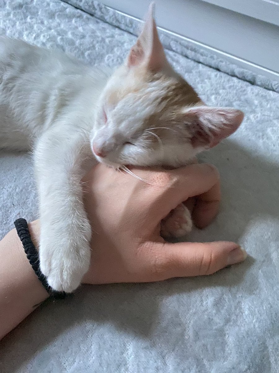 muggelschmuggel's tweet photo. Here we go:

Ich suche leider ein neues Zuhause für unseren noch jungen Kater Loki. 
Folgender Text ist schonungslos ehrlich. 
Vielleicht bringt es was. Vielleicht retweeten es eins, zwei Menschen. 
Bin für jede Hilfe dankbar. ❤️ https://t.co/CtdKvmBfpN
