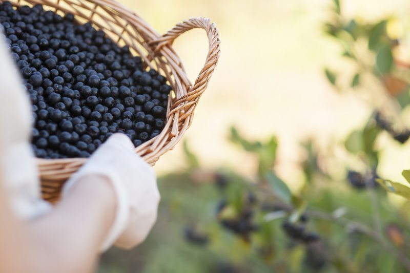 fachmedien's tweet image. Symrise baut sein Portfolio mit einer neuen Reihe von Aronia-Inhaltsstoffen aus. @SymriseAG #Anthocyane #Polyphenole #AroniaInhaltsstoffe #DianaFood

lebensmittel.kuhn-fachmedien.de/aronia-inhalts…