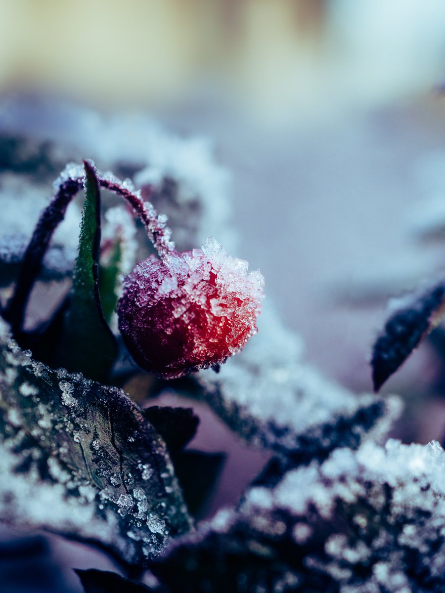 MarkusLundmark1's tweet photo. It is time! ❄️☃️ #winterphotography https://t.co/IYEKk7SKDz
