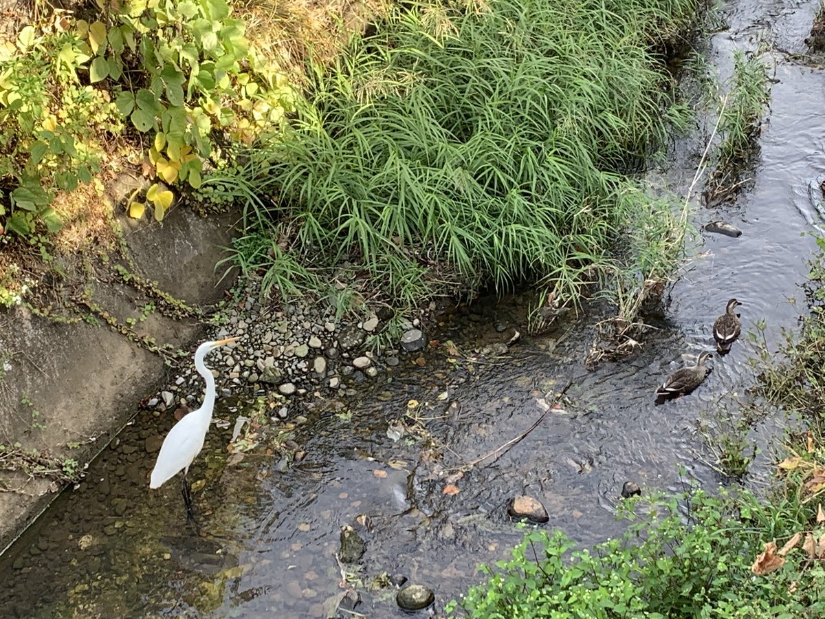 cokoguri's tweet photo. Love running into the neighbors on the way home. #whiteegret https://t.co/gtJkoC87PE