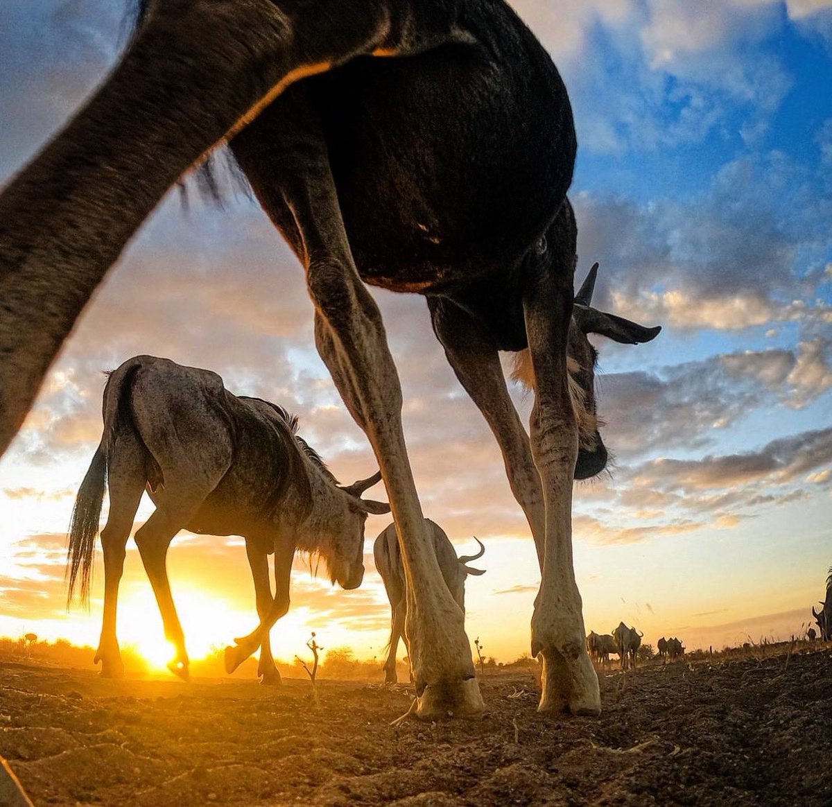 Did you know? After large rains in Tarangire thousands of the large ungulates majority being zebra and wildebeest migrate out of the park.
#didyouknow 📸 #Brenden