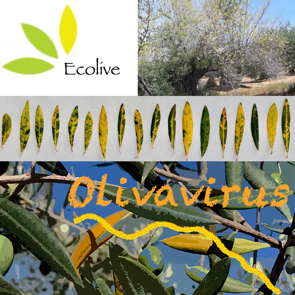 GVAivia's tweet photo. 🫒Investigadores del IVIA lideran el proyecto @Ecolive_RTA.  ¡Síguelo en Twitter!

💪Participa y avancemos en un control integrado del síndrome del amarillamiento foliar del olivo. https://t.co/KdmXeGFebR