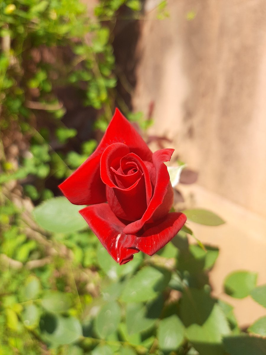 আমার গোলাপ 🌹