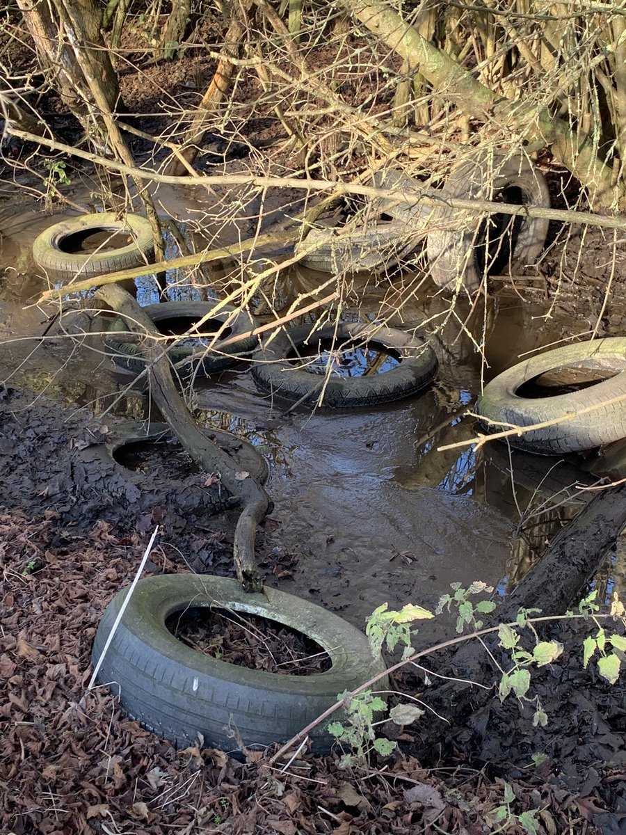 Russell ChalkStreamsInCrisis 🦇🦎🦇🦎 tweet media