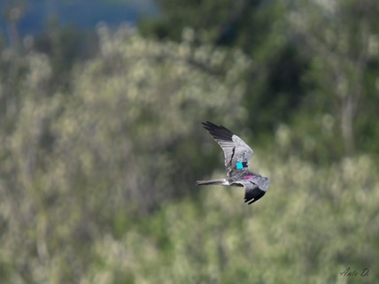 d_corse's tweet photo. Appel à témoins ! Les programmes de marquage alaire des populations de rapaces🦅
N’hésitez pas à nous faire part de vos observations de Milans marqués (date, lieu, code couleur des deux ailes) ou à nous envoyer une photographie : contact@cen-corse.org ou au 04 94 32 71 63 https://t.co/1RHubdfF6F