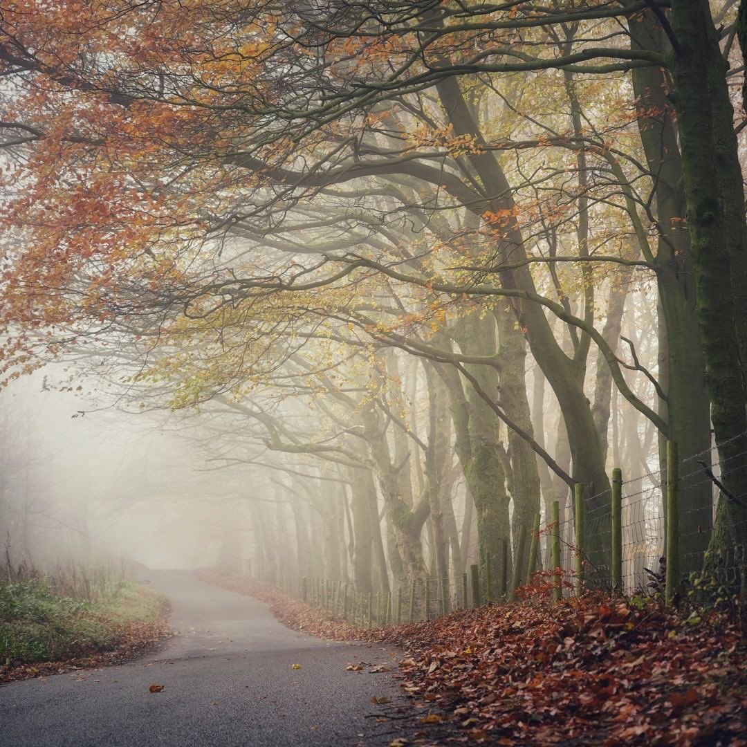 peaklass1's tweet image. Sometimes I really feel the limits of photography. I always try to get an image to convey a mood as much as a view, but I wish you could have also smelt the damp, rich earth on this lane, heard the gentle patter of the leaves drifting down, and felt the soft mist on your face.