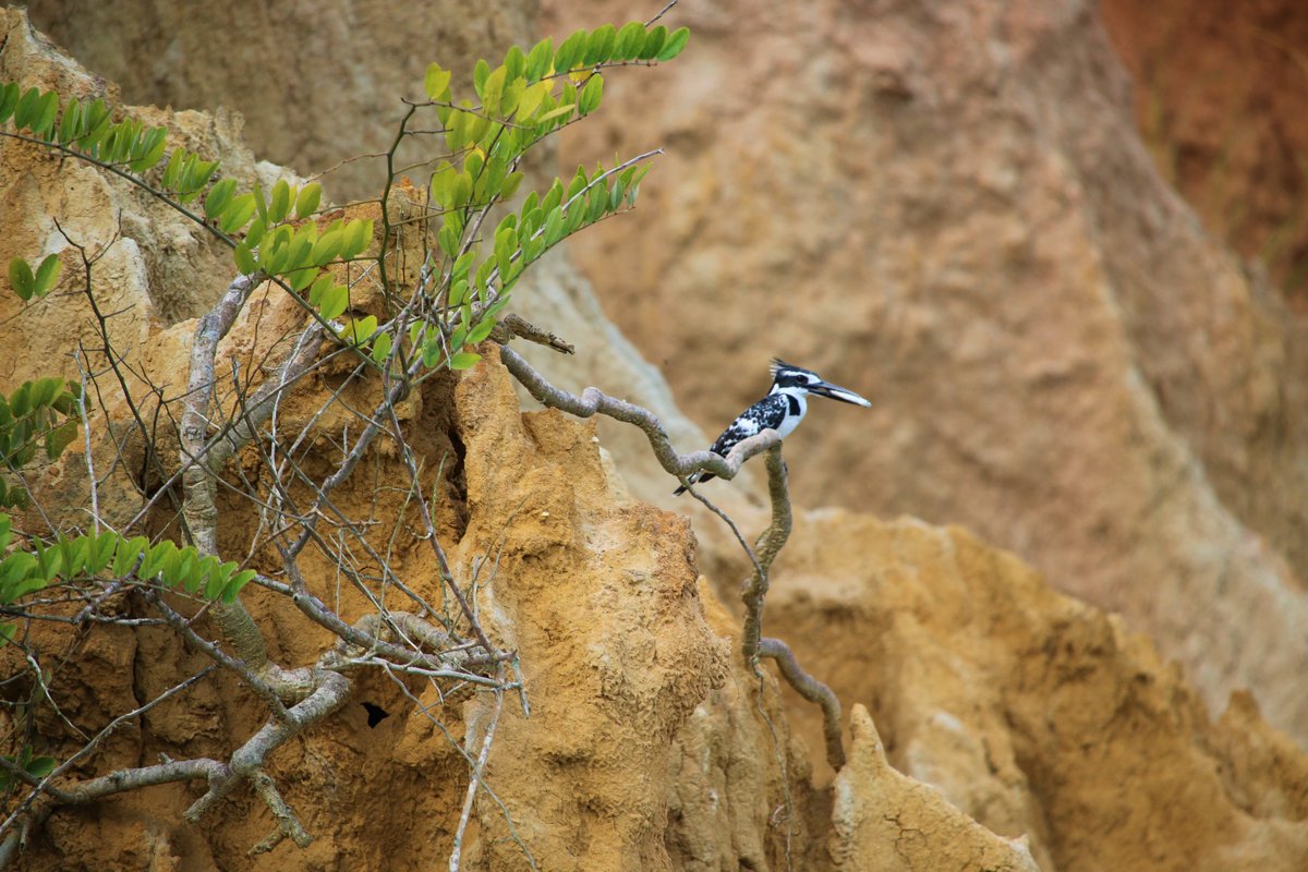 dustabsolut's tweet photo. Are you a bird lover? 
Please do join us on a fantastic birding adventure in #africa at https://t.co/IYeI2bz6Ze

#birdwatching #endemics #epicadventure #scenery #birdlife #birdingtrails #birdingtours #absolutelylifechanging #dustabsolut #spectacularbirds #intrepidbirders https://t.co/MbHFrMdkcH