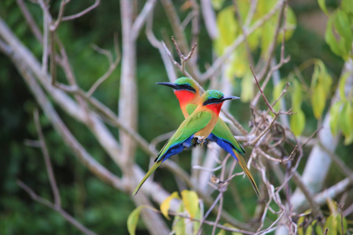 dustabsolut's tweet photo. Are you a bird lover? 
Please do join us on a fantastic birding adventure in #africa at https://t.co/IYeI2bz6Ze

#birdwatching #endemics #epicadventure #scenery #birdlife #birdingtrails #birdingtours #absolutelylifechanging #dustabsolut #spectacularbirds #intrepidbirders https://t.co/MbHFrMdkcH