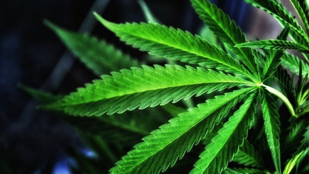 Members of Guyana’s Rastafarian community have expressed disappointment with the recent removal of custodial sentences for possessing small amounts of marijuana. 
#Caribbean #Guyana #Rastafarian 

Read more: thecaribbeanalert.com/guayana-rastaf…