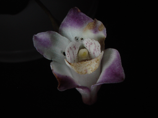 MartaKolanowsk1's tweet photo. Newly discovered orchid species was named in reference to the Polish-Ukrainian folk song (Hey, falcons!) which you can hear here: https://t.co/K4GFkpdtUG. And here is the full text of the article - https://t.co/Ucrcy3JDKO (3/3) https://t.co/fhyANVR76G
