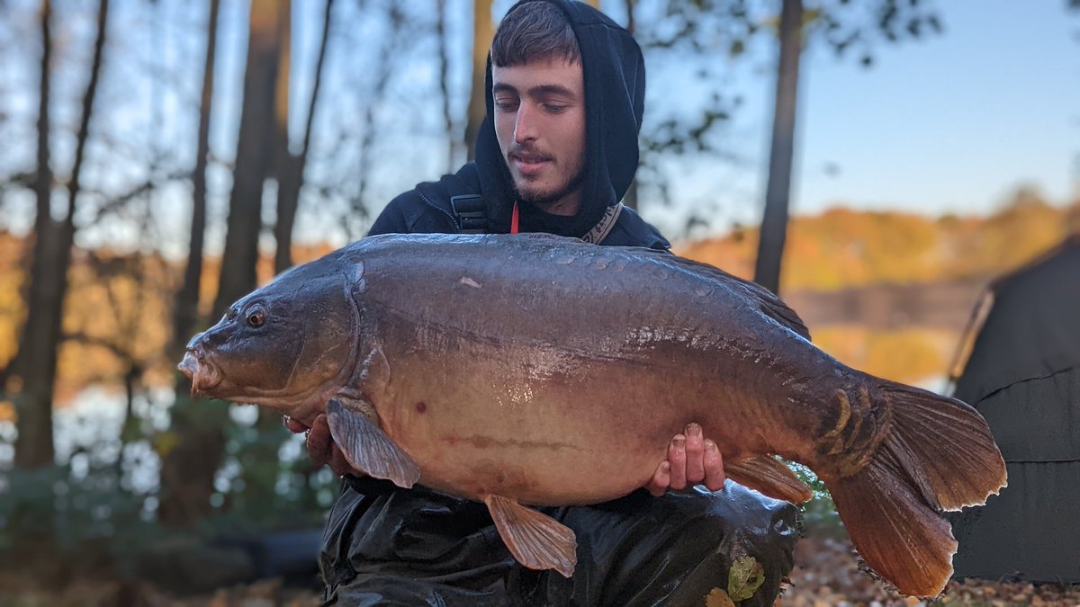 Dougiepnefc's tweet photo. Another UK northern 30lbs and a new one for the syndicate! Looking absolutely mega in its autumnal colours! #ukcarp #carpfishing #karpfen #foxinternational #DNAbaits #thebug #northern #30lbs #carpparticlesuk #mirror #red https://t.co/my8dXBTh14