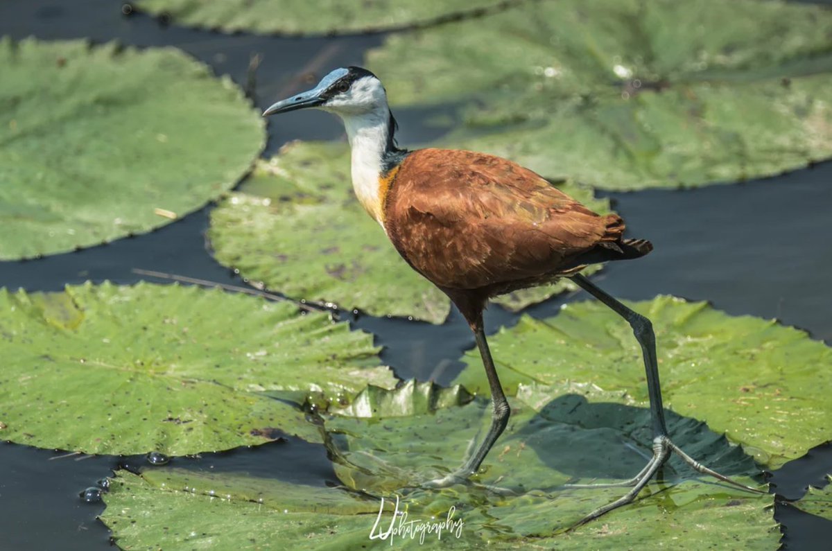 Top Wild Bird Photo Award. This week's theme is - Waders. Waders are waterbirds that don't swim or dive, but rather wade. African Jacana,📷by Jamie-Lee du Plessis in South Africa. Join us on wildbirdrevolution.org this week to post the wader images you've taken.