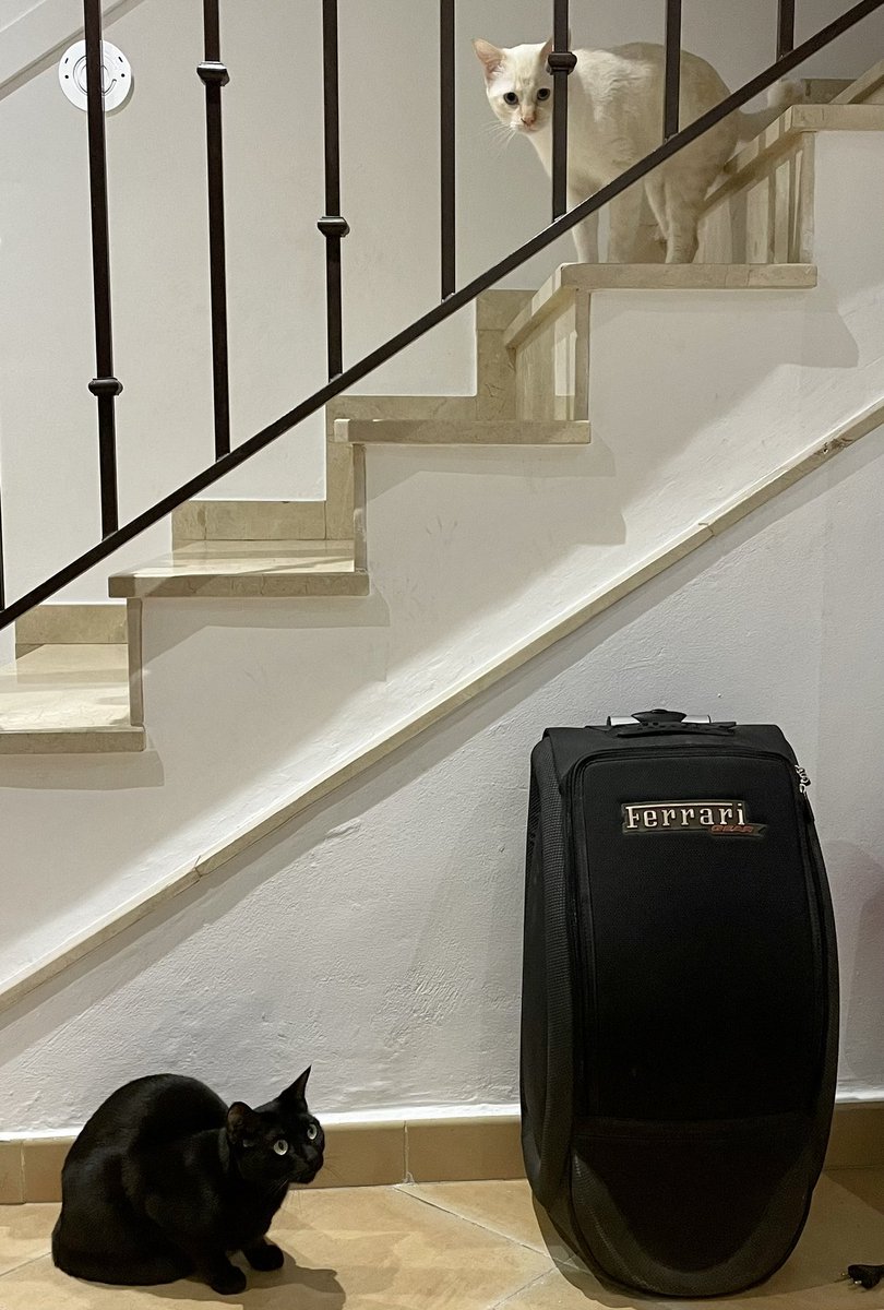 Rociobm1's tweet photo. Nos vamos de #congreso después de tres años, ¡hay muchas ganas! Sin embargo, mi #Adenina y mi #Timina no parecen estar muy contentas 😝, se quieren meter en la maleta 🧳. #gatos  #ciencia https://t.co/znF404J3v1