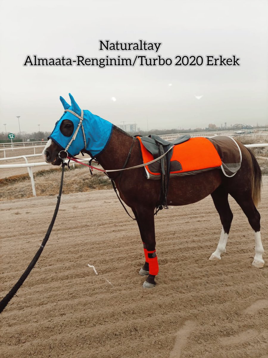 MetinMfg's tweet photo. Ankara'da bineklere başladı bu güzel eşgalli tayımız yeni sahiplerini bekliyor #SatılıkAlmaataTayı 📞5362458068 #Araptay #SatılıkTay
@TahminciAga @istinyeganyanb https://t.co/PM95jBew1w