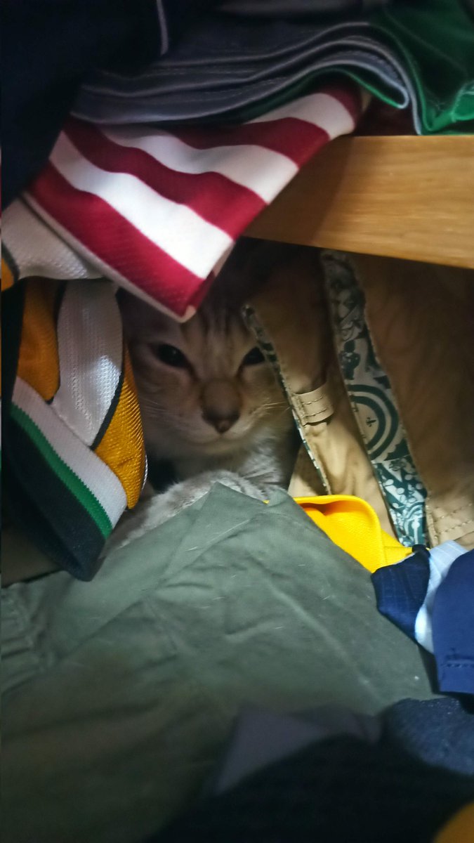 Where's Toffee?