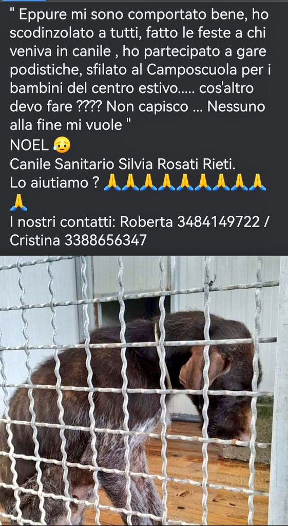 Noel si sta lasciando andare nel box del #canile è un cane dolcissimo, ama i bambini, chiamate per lui. Si trova a #Rieti 3484149722 🆘#SosCani #AdoptDontShop #adottanoncomprare #adottauncanedalcanile #adottauncaneadulto #adozionecani #canicercacasa #adozionidelcuore #adottami