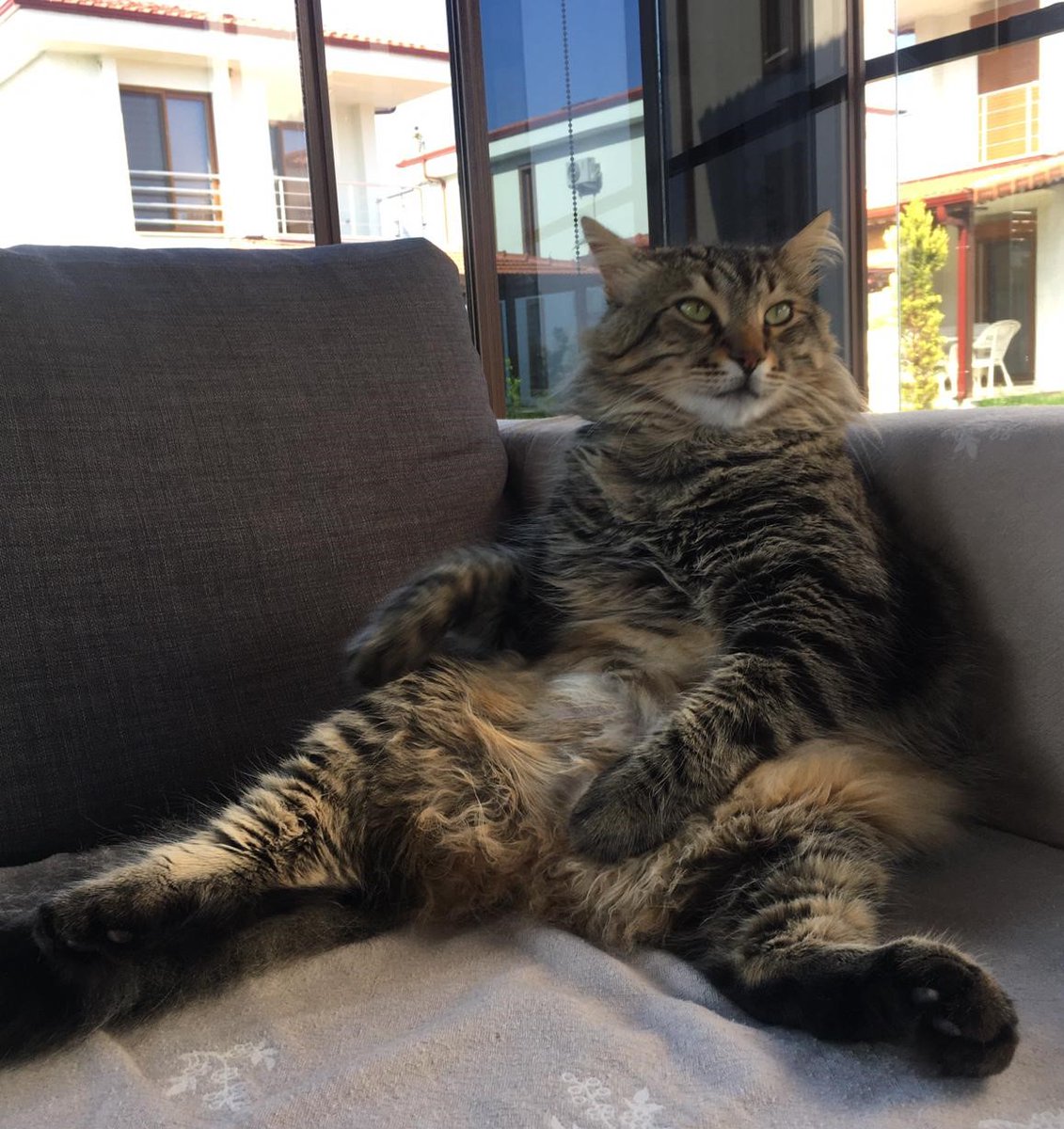 #OrtakGünGüzeli 
Adı: Selo
Yaş/Cinsiyet: 1, Erkek
Koruyucu İnsanı: <a href="/gldmtrg/">gül turgut</a> 

Yeşilköy'de bir arabanın kaportasına sinmiş olarak bulunmuş Selo. 2 günde zor çıkarıp veterinerde tedavisini yapmışlar. <a href="/gldmtrg/">gül turgut</a> ile kesişmiş yolları. "Adı ne?" demiş, "Selim" demişler. Selo kalmış adı.