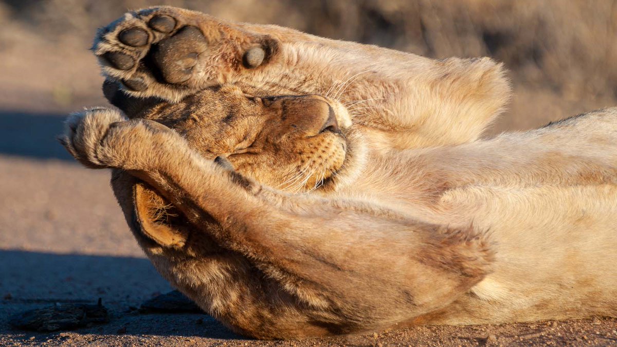 Wake us up when it's the weekend! 😴

#visithomestead #thehomestead #sleepinglions #luxurytravel #luxurysafari #africansafari #southafrica #nambiti