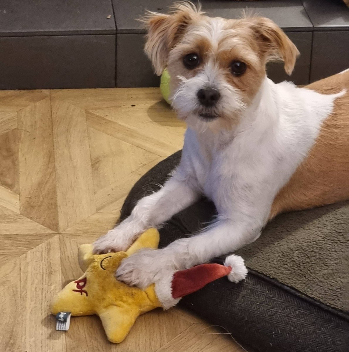 MillieandGriff's tweet photo. I have a star for you @ChrisMoyles ✨️ 🐾 @tobytarrant please can you give it to him? @RadioX #ImaCeleb #voteforChris https://t.co/j37yh7UswZ