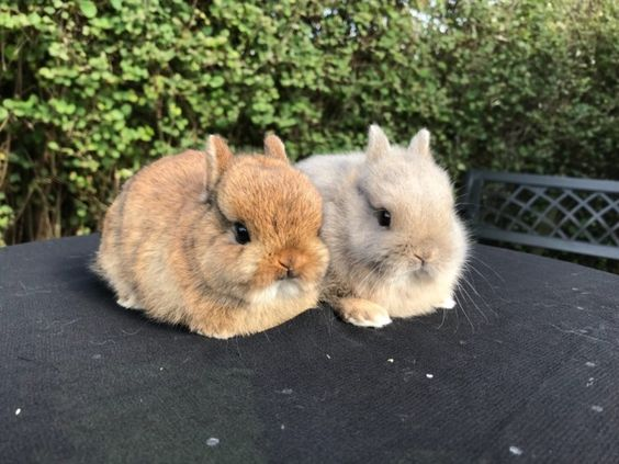 Bunnies (@rabbiteveryhour) on Twitter photo 