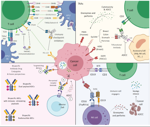 Pharmaceut_MDPI's tweet photo. 📢 Have another look of our #HighlyCitedPaper "Research and Clinical Landscape of Bispecific #Antibodies for the Treatment of #SolidMalignancies" by @GabrAnton et al.👏 

Find full text at:
👉https://t.co/Ps58C43RMt https://t.co/uB5OepEwqP