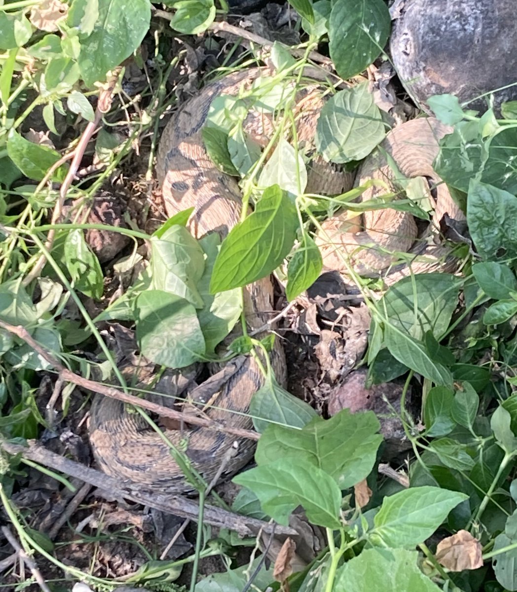 S̶c̶a̶r̶ tweet media