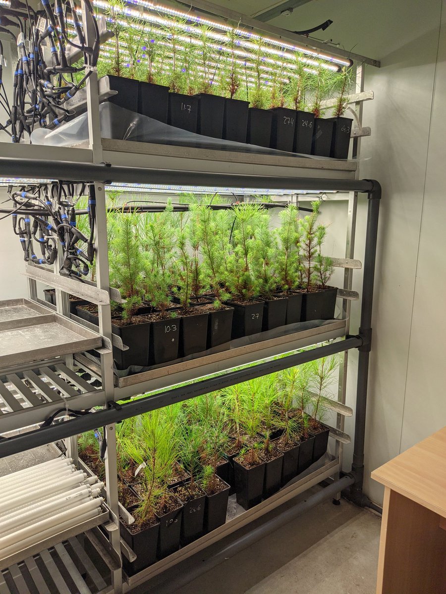 AdrianVilamor's tweet photo. Fin do primeiro ensaio do proxecto "BIOBAP- Biocontrol do marchitamento do piñeiro: uso das bacterias do microbioma do piñeiro" financiado pola @axenciaGAIN e feito na @mbg_csic https://t.co/74AMjhTAc7
