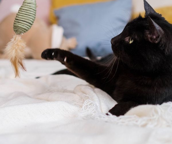 Comment rendre un chat d'appartement heureux ? 
🐱 Pour tout savoir ➡️ urlz.fr/j4Hn

#chat #biogance #information