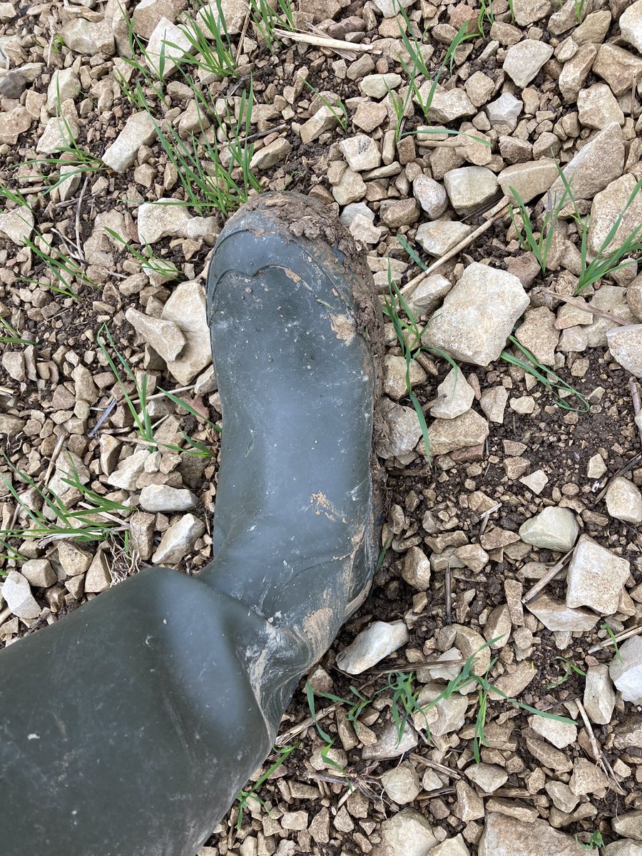BONNIN1402's tweet photo. #ZoneIntermédiaire :
Les petites terres à cailloux sont souples : pas évident de gérer la profondeur de semis. 

Ce 🌾 a bénéficié d’un décalage de date de semis, profitera-t-il aussi de l’indulgence de ces #Pucerons ou de l’observation d’un professionnel ?

#pk154 #JNO2023 https://t.co/IqhgC5NEPh