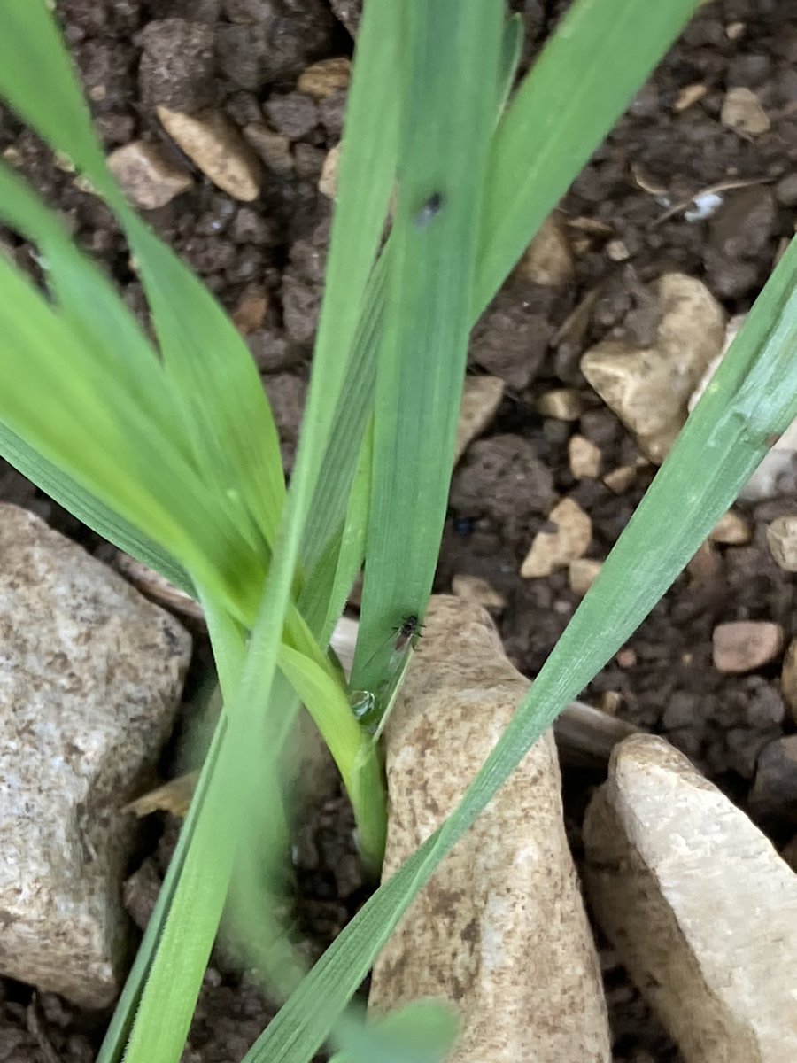 BONNIN1402's tweet photo. #ZoneIntermédiaire :
Les petites terres à cailloux sont souples : pas évident de gérer la profondeur de semis. 

Ce 🌾 a bénéficié d’un décalage de date de semis, profitera-t-il aussi de l’indulgence de ces #Pucerons ou de l’observation d’un professionnel ?

#pk154 #JNO2023 https://t.co/IqhgC5NEPh