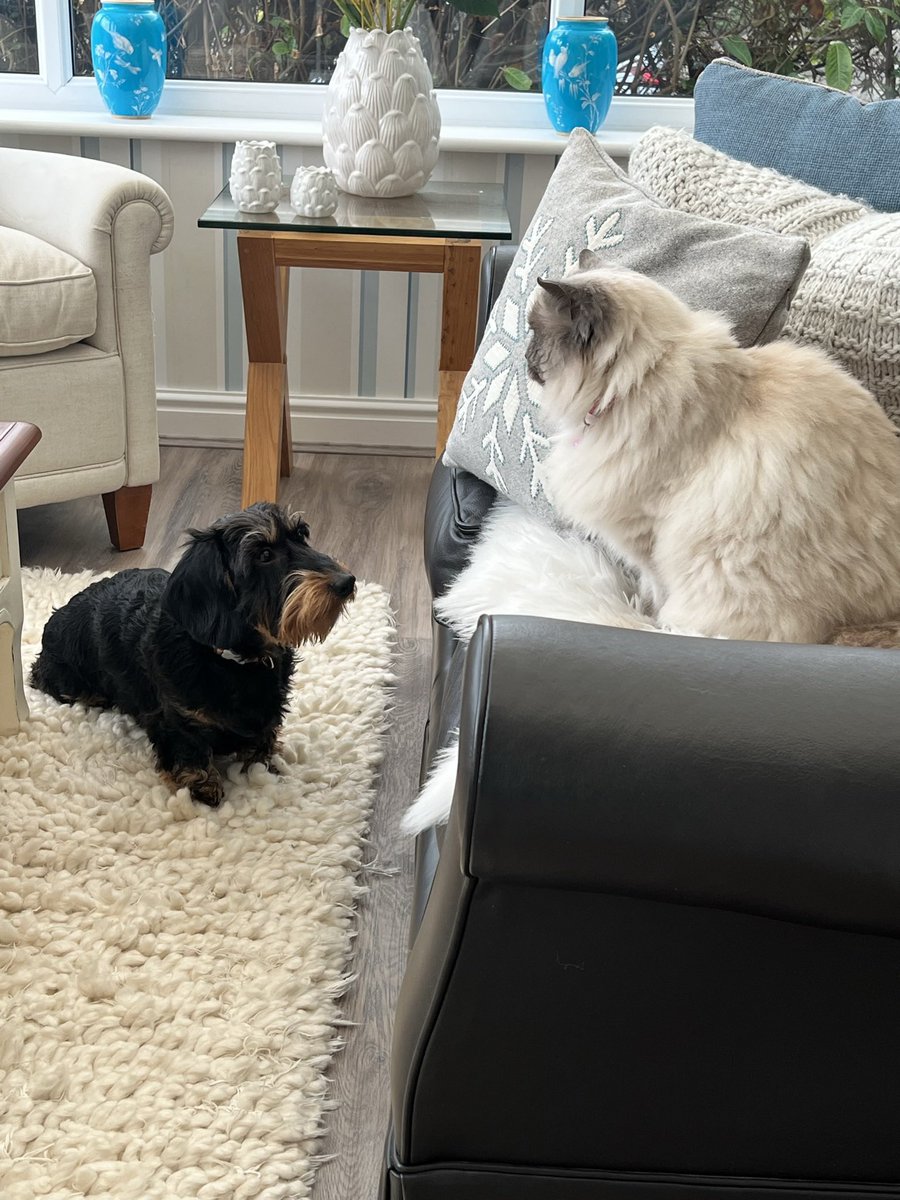 IsabellaDaxie's tweet photo. Misty who’s going to win #QatarWorldCup2022 ?? #takingbets #CatsOnTwitter #DogsofTwittter https://t.co/Q3k0Bz0mIN