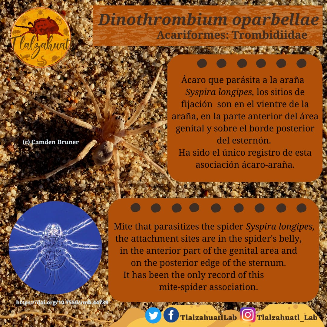 TlalzahuatlLab's tweet photo. #TaxonMonday 140
🕷🔬🕷 Our partner @AleHermez illustrates a mite parasitic on spiders.
_ _ _ _ _
#LunesDeTaxón 140
🕷🔬🕷 Nuestra compañera @AleHermez nos ilustra un ácaro parásito de arañas. https://t.co/7qm6ETYyGO