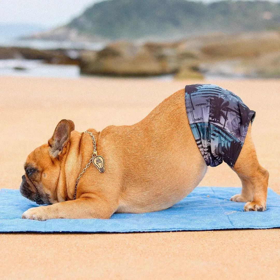 Yoga time 😍😁

#frenchielover #frenchbulldog