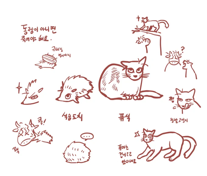 주변에 석이 닮은(?) 동물로 추천받았던 것들 입니다.
저는 역시 곰이 좋아서 후기에는 곰이라고 적었지만요.
하지만 두개 다 너무 귀여워서 탈락 ^___^ 