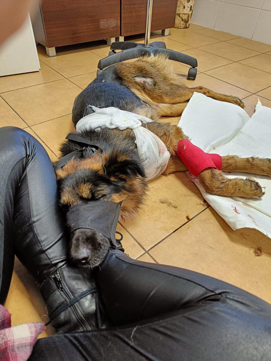 damian_zurawski's tweet photo. Proszę o RT💔😥

"Kochani, dzisiaj rano przy drodze, nasza wolontariuszka znalazła sunię w typie owczarka niemieckiego. Sunia leżała skulona, była wychłodzona, nie mogła chodzić, piszczała z bólu.
W pierwszej chwili wyglądało to na potrącenie przez samochód." 1/2 https://t.co/ykdLAEwKbw