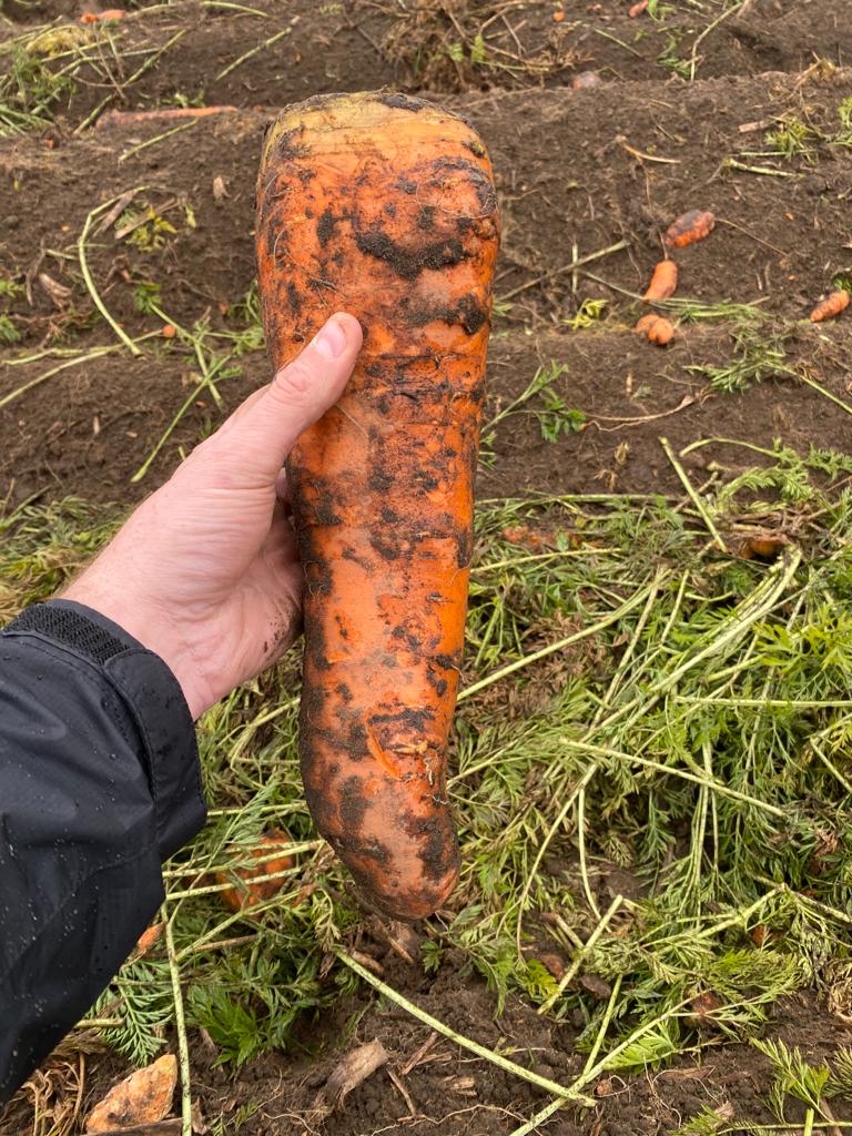 NutriAg's tweet photo. Nothing better then following up with a first time carrot grower who used our NutriAg line of products with NutriAnalytics all season long and is seeing tremendous yield and quality. Always nice to see big smiles during harvest! #NutriAnalytics https://t.co/3au4pLW0c4