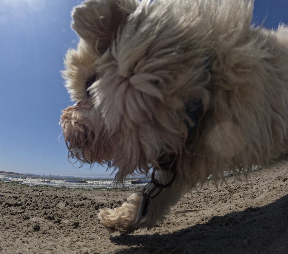 GoProCharlie1's tweet image. GoPro Charlie sez my tiktok is GoProdogs And 5 instagrams! are goprocharlie golden_gate_dogs  charliethesurfingshihtzu funkygopro and ingogordon My momz sez will probably stay on Twitter too!