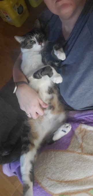 Coffee snuggles this morning hes all laid back getting belly rubs on this very chilly morning! https://t<a href="/tag/sushi"class="tags"><span>#sushi</span></a><a href="/tag/sakura"class="tags"><span>#sakura</span></a><a href="/tag/naruto"class="tags"><span>#naruto</span></a>