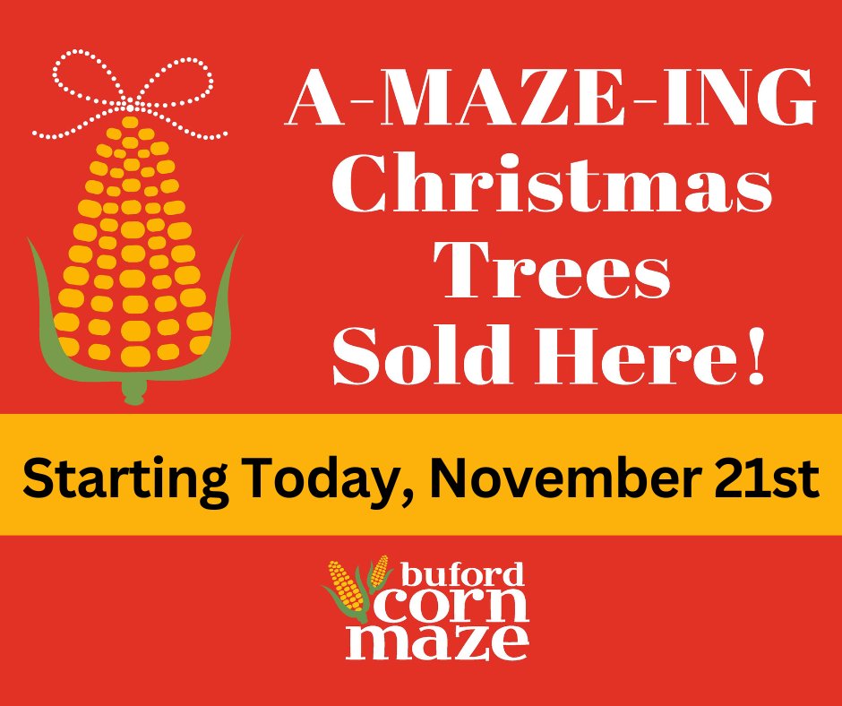 Our Christmas Tree Lot opens at noon today. For our full hours of operation, please visit our website at bufordcornmaze.com/christmas-tree….